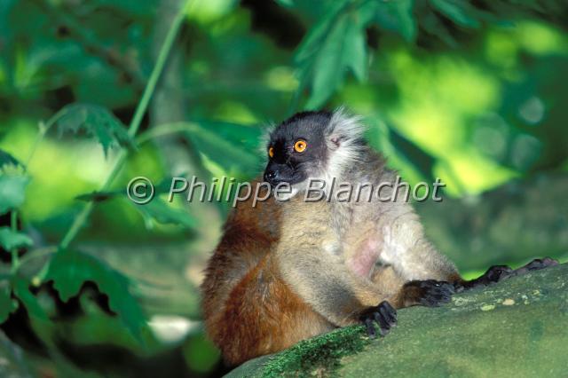 varecia variegata.JPG - Lémur à crinière ou Maki vari Varecia variegataRuffed LemurLemuridaeMadagascar